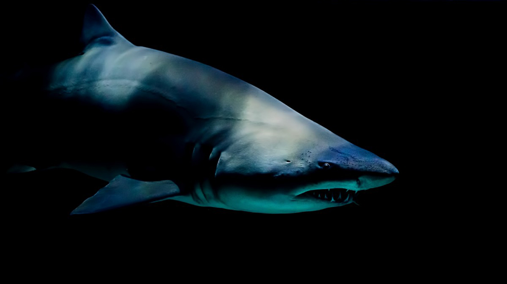 Descubre cómo superar el miedo a los tiburones