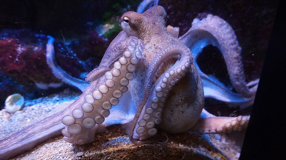 The woman who befriended an octopus