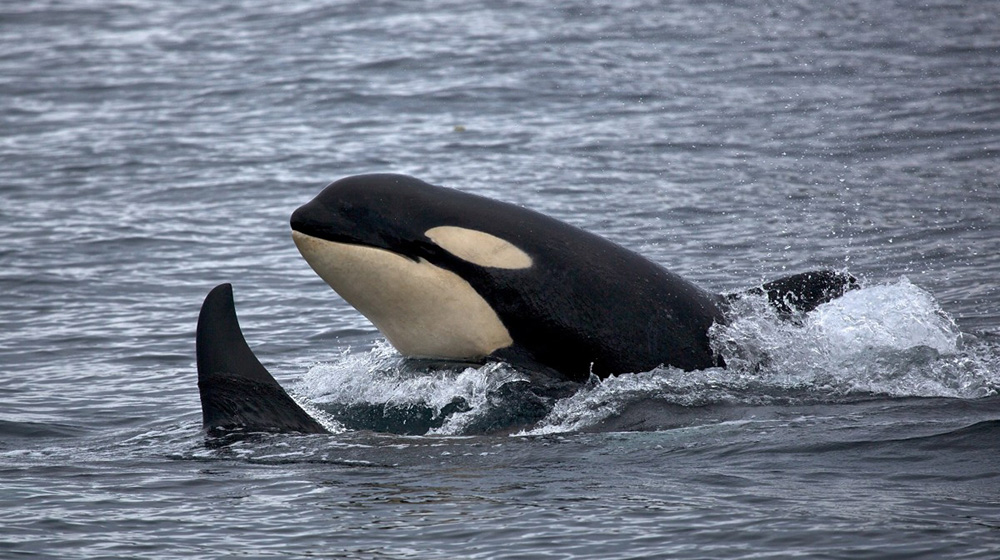 Two orcas are scaring great white sharks away
