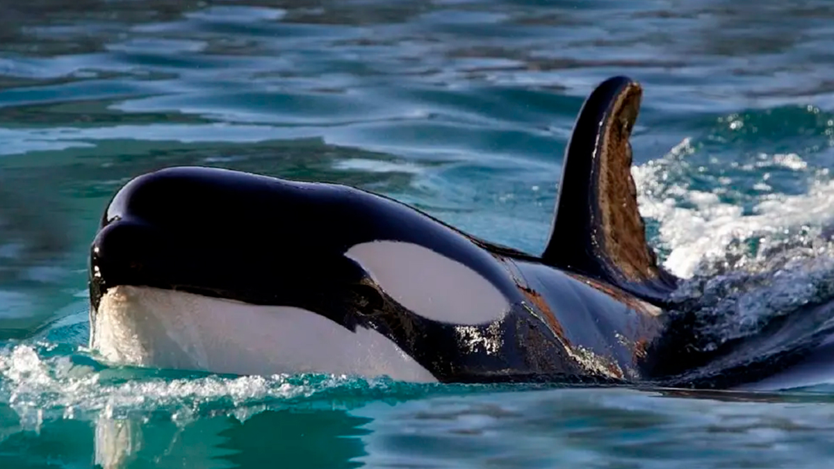 Killer whales attack: reasons and causes