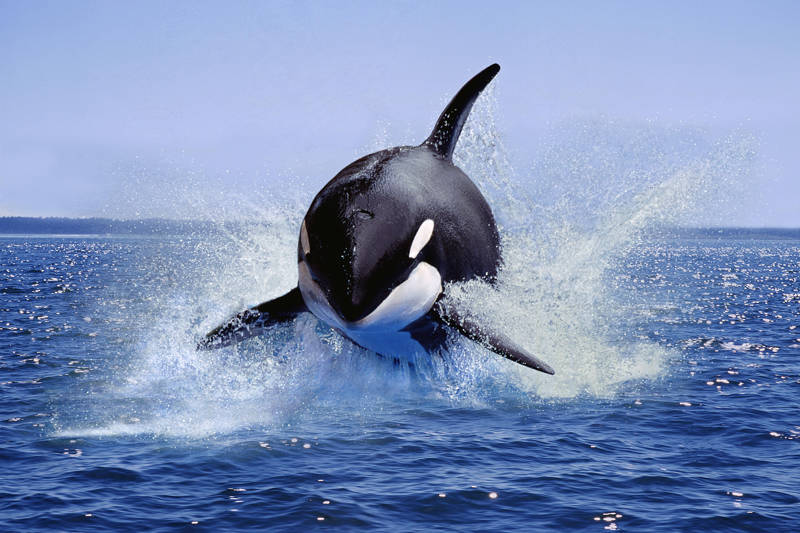 Killer whales attack Ocean Race boats in Gibraltar