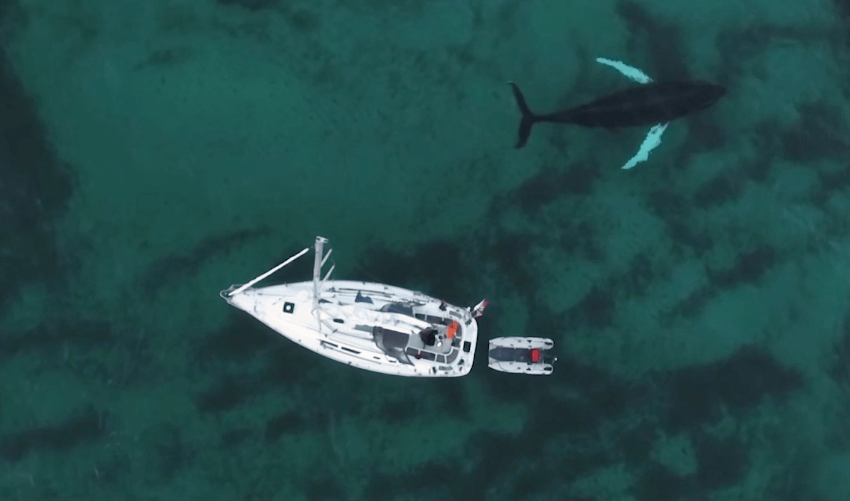 Orca Attack Mystery Solved